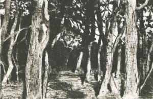 Baumgruppe (baumstamme) by Walter Leistikow