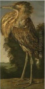 A Bittern (roerdomp) by Cornelis van Lelienbergh
