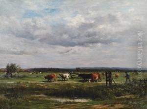 Vaches Au Paturage