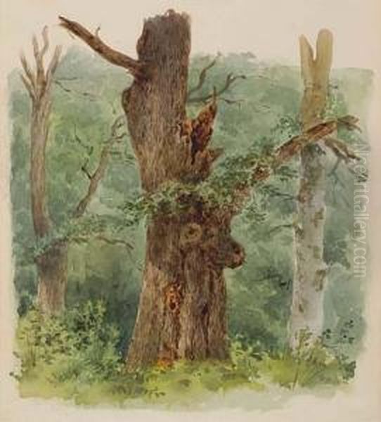 A Wooded Landscape With A Decaying Tree - view 1