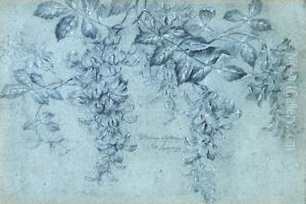 Study Ofwisteria And Goldregen - view 1