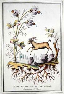 A Pazan wild mountain goat that carries in its stomach a bezoar by Charton, J.