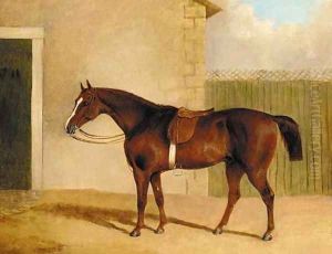 A saddled brown hunter by a stable