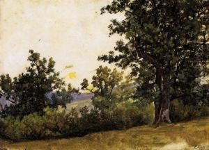 Forest Scene