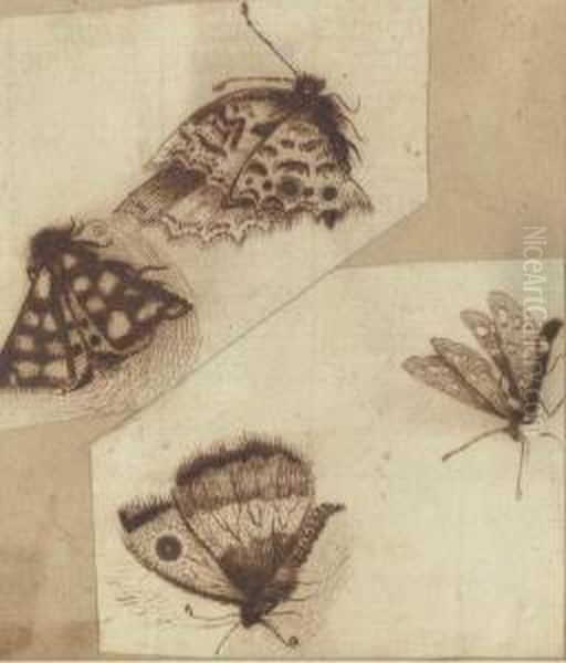 Moths - view 1