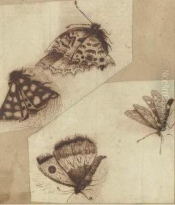Moths