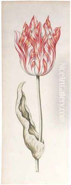 A parrot tulip - view 1
