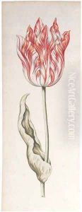 A parrot tulip by Pieter Claesz