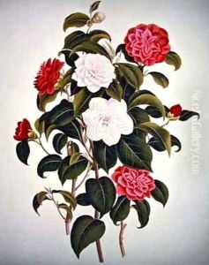 Camellia Japonica from A Monograph on the Genus of the Camellia Camellia Japonica from A Monograph on the Genus of the Camellia