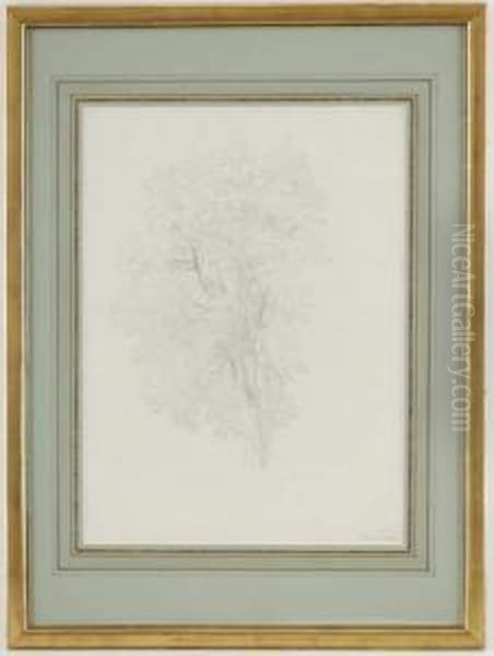 Etude D'arbre - view 1