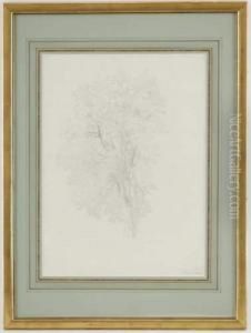 Etude D'arbre by Jean Antoine Linck