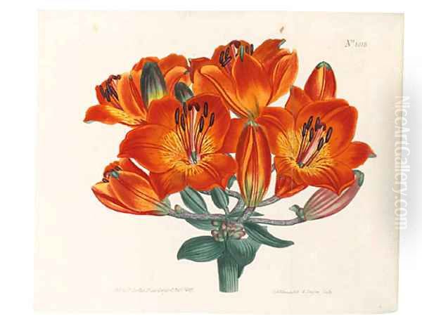 Lily - view 1