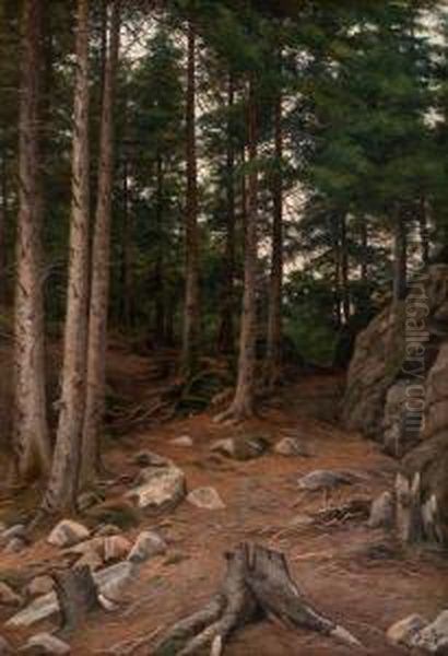Sunset In The Forest - view 1