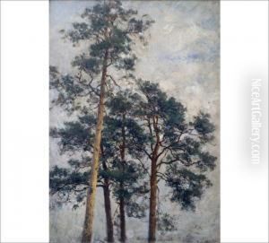 Pine Trees Pine Trees