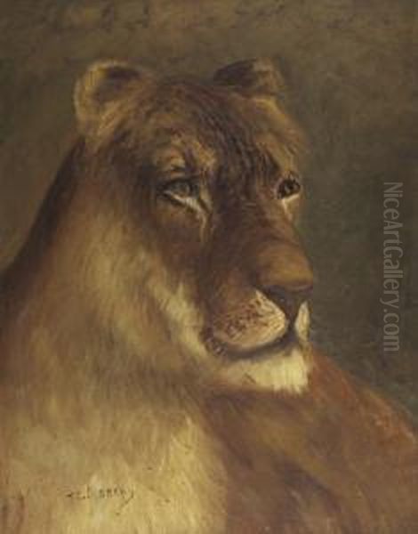 Lioness - view 1