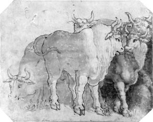 Five bulls by Polidoro Da Caravaggio (Caldara)