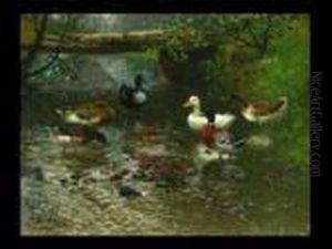 Enten Im Bach