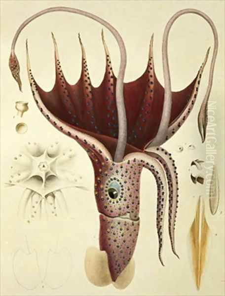 Squid - view 1