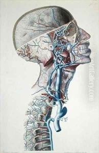Veins and arteries in the head by Antoine Chazal