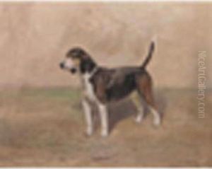 Portrait Of The Beagle Bitch 'bashful' by Thomas Ivester Lloyd