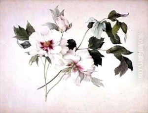 Japanese Tree Peony Paeonia suffructicosa by Lucy Cust