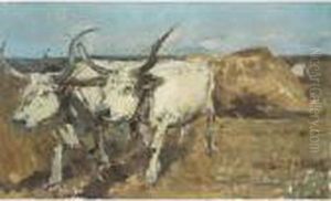 Buffaloes