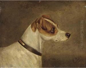 Head Of A Terrier