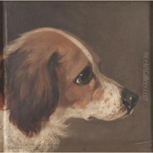 Head Studies Of Dogs