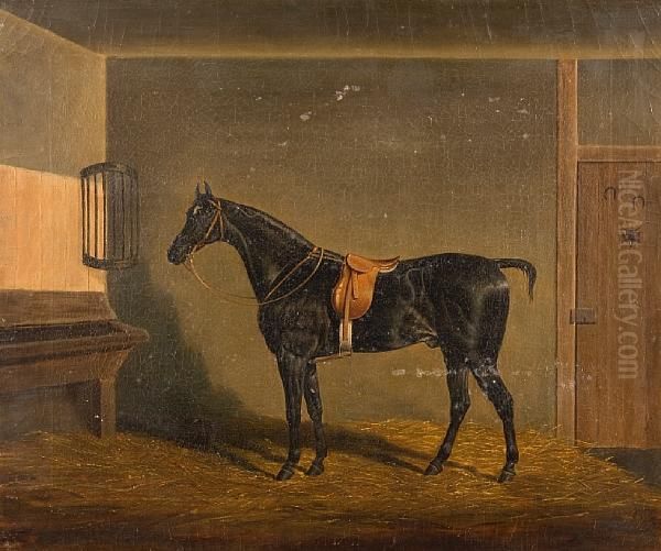 A Saddled Black Hunter In A Stable - view 1
