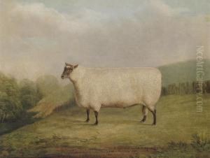 A Prize Ram Bred By Mr. William Sainsbury