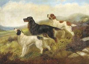 Setters on a moor by Robert Cleminson