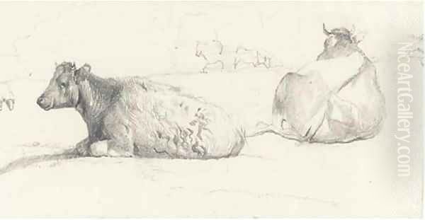 Cattle resting - view 1