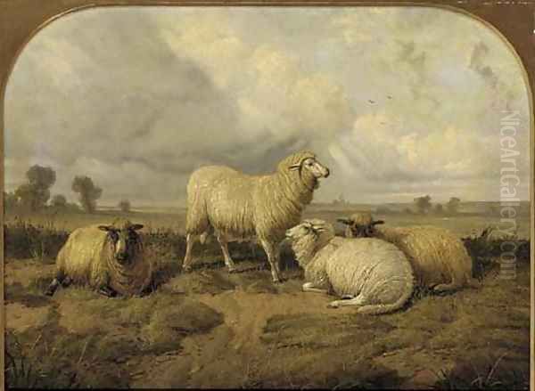 Sheep resting in a meadow - view 1