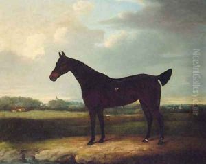 A dark bay Racehorse in an extensive Landscape, thought to be Newmarket