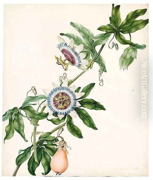 Passiflora caerulea (Passion Flower) - view 1