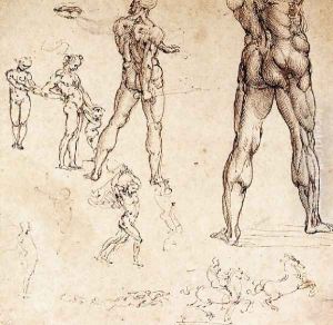 Anatomical Studies