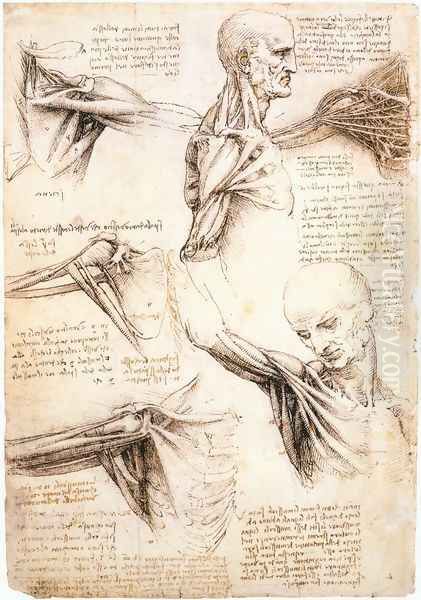 Anatomical studies of the shoulder - view 1