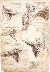 Anatomical studies of the shoulder