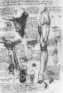 Anatomical Studies Larynx And Leg