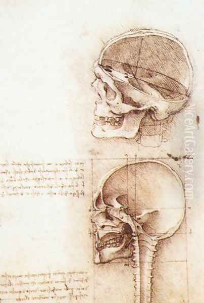 Studies of human skull - view 1