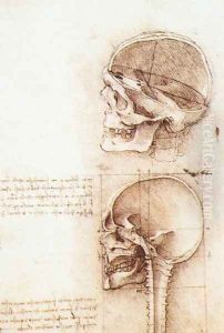Studies of human skull