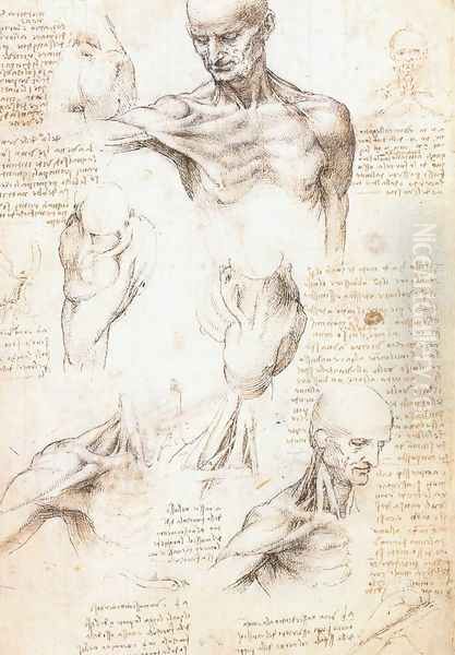 Anatomical studies of a male shoulder - view 1