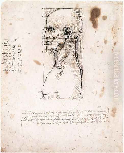 Male head in profile with proportions - view 1