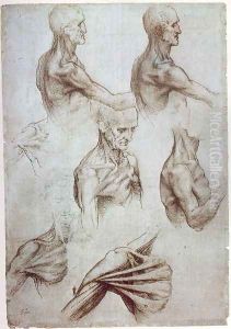 Muscles of the neck and shoulders 1515