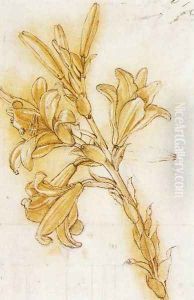 Lily Detail