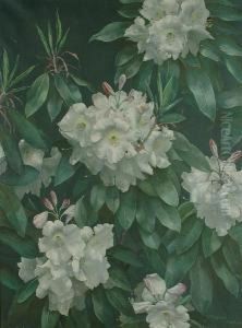 White Rhododendrons by Terence Loudon