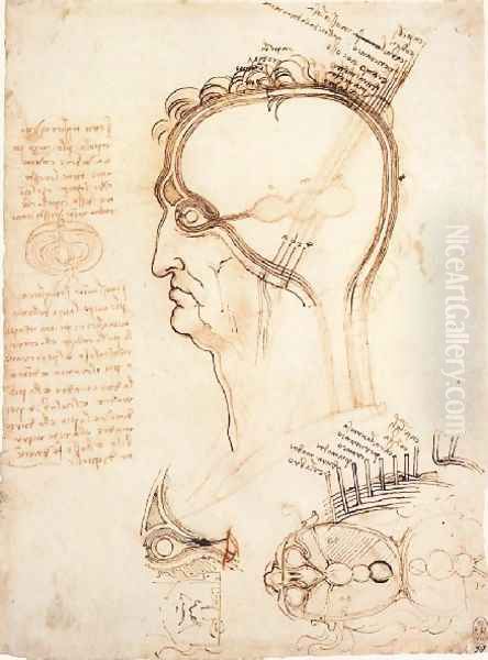 Comparison Of Scalp Skin And Onion - view 1