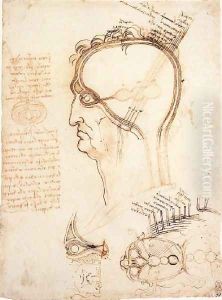 Comparison Of Scalp Skin And Onion