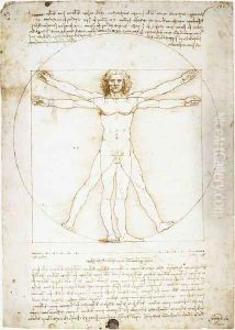 man proportions