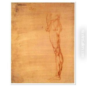 The Abdomen and Leg of a Man by Leonardo Da Vinci